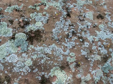 Eski Beton duvarda yosun ve küf.