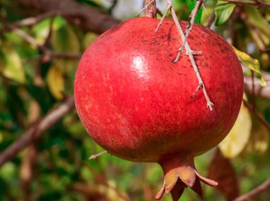 Bahçede ağaç üzerinde Nar meyve, sonbahar hasat, cl