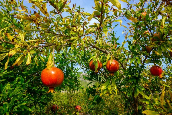 Gránátalma gyümölcsök fák a kertben. Ősz Spanyolországban. — Stock Fotó