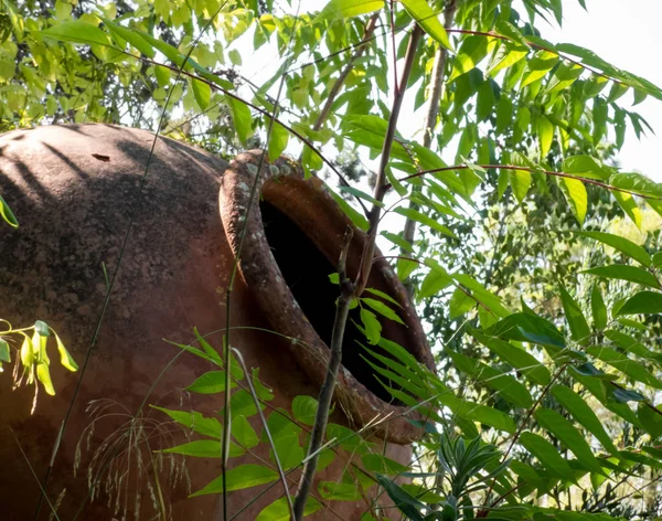 Eski büyük seramik tencere, büyümüş eski parkta sürahi. Bitkiler etrafta. C