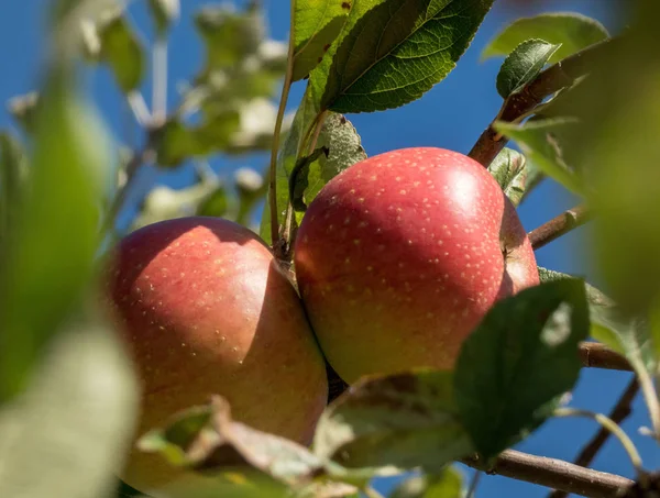 Gyönyörű alma egy almafa ágán a kertben — Stock Fotó