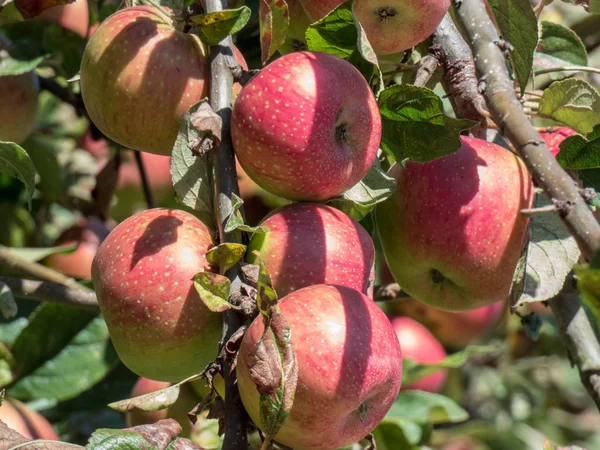 Schöner Apfel auf einem Zweig eines Apfelbaums im Garten — Stockfoto