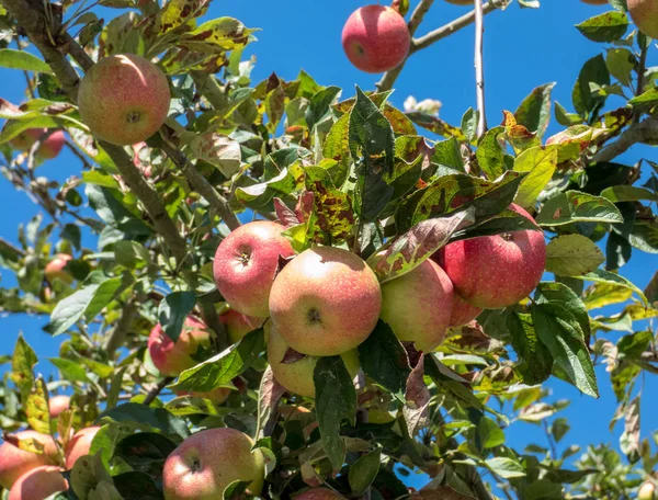 Gyönyörű alma egy almafa ágán a kertben — Stock Fotó