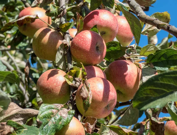 Schöner Apfel auf einem Zweig eines Apfelbaums im Garten — Stockfoto