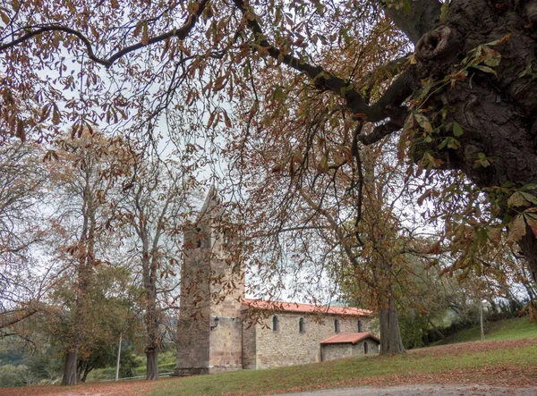 Alberi autunnali con foglie marroni e terra ricoperta da foglie in — Foto Stock