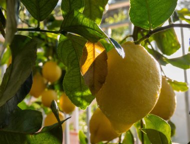 İspanya 'nın güneşli bir gününde limon dalından sarkan limonlar