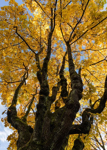 Blick Auf Einen Baum Mit Goldenem Laub Herbst — Stockfoto