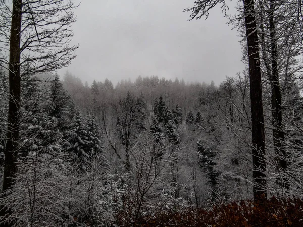 Dunkler Wald Mit Schnee Bedeckt — Stockfoto