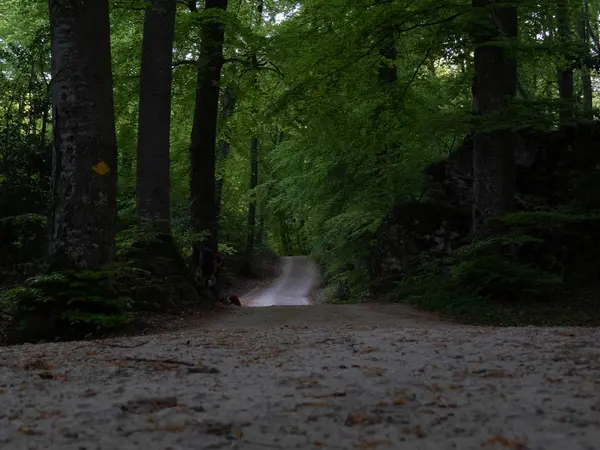 Basler Jura (Avusturya ormana giden yol)