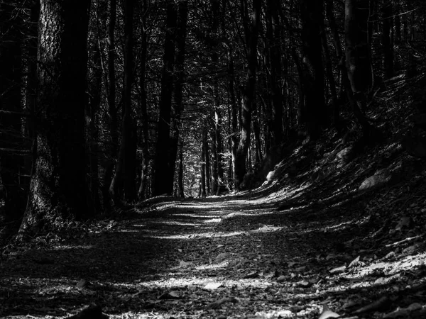 Caminho Brilhante Que Conduz Através Uma Floresta Assustadora Escura — Fotografia de Stock