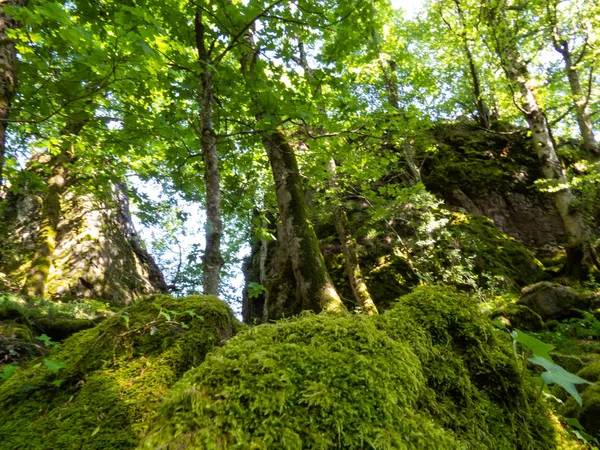 Moss üzerinde kalıntıları, Kybfelsen, (Freiburg Almanya büyüyen)