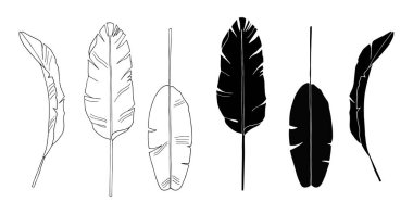 Vektör muz seti beyaz arka plan üzerinde izole yaprakları. Egzotik tropik bitkiler. Kart, baskı, duvar kağıdı, bitki dükkanı, seyahat acentesi için tasarım elemanı. Kontur ve siluet. Siyah beyaz