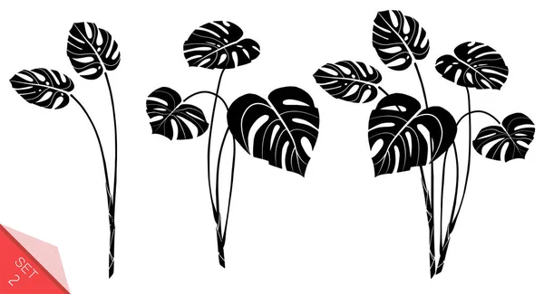 Conjunto de hojas de vector monstera aisladas sobre fondo blanco. Plantas tropicales exóticas. Elemento de diseño para tarjeta, impresión, papel pintado, tienda de plantas, agencia de viajes. Contorno y silueta. Blanco y negro . — Vector de stock