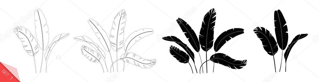 Set of vector banana leaves isolated on white background. Exotic tropical plants. Design element for card,print, wallpaper,plant shop, travel agency. Contour and silhouette. Black and white