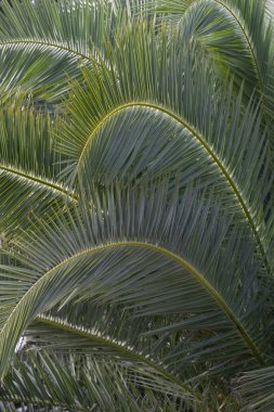 taze yeşil palmiye ağacı yaprak görmek