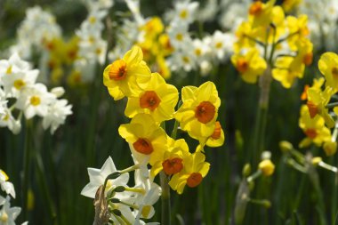 Bahar parkında güzel renkli narsisler. Bahar çiçek çiçek yatakları