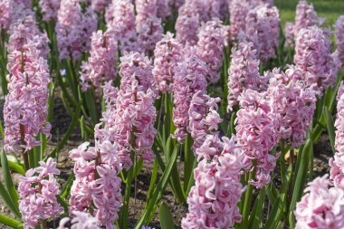 Bahar bahçesinde çiçek açan pembe sümbüller.