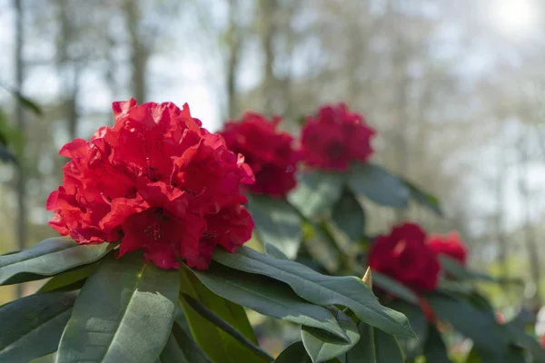 Fiori Rododendro nel giardino al sole sorge — Foto Stock