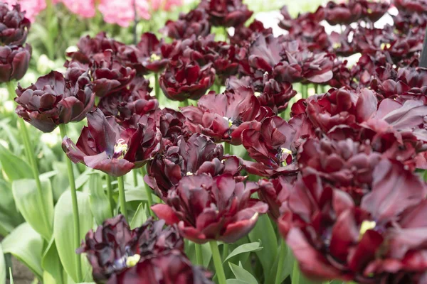 The secret parrot tulip is blooming in the spring Park Keukenhof, the Netherlands