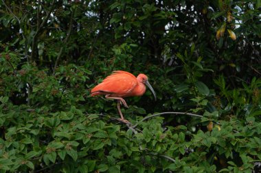 Vahşi inanılmaz kırmızı kuş Scarlet Ibis