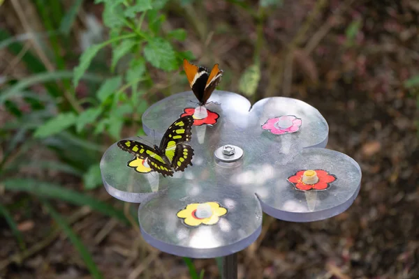 Барвисті метелики їдять нектар. Поняття комах і людей — стокове фото