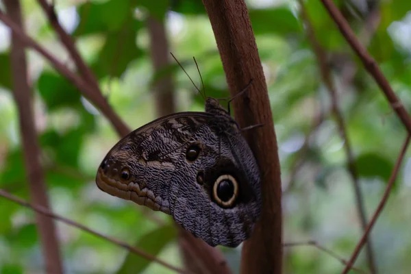 Mariposa gris en la naturaleza, sentada en una rama de árbol — Foto de Stock