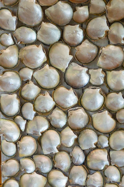 Vertikaler Hintergrund von Muscheln. die Beschaffenheit der Schalen — Stockfoto
