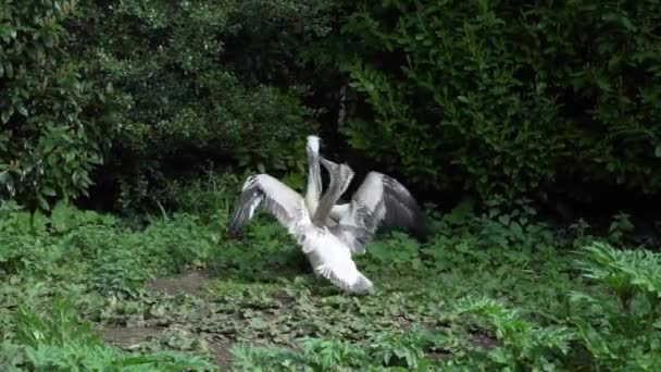 Pelicano Fêmea Está Alimentando Seu Filhote Natureza Nestling Come Fora — Vídeo de Stock
