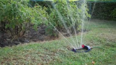 Çimlerin otomatik sulama ekipmanları banliyö bölgesinde. Fıskiye. Fıskiye başlıkları. Bitkilerin sulanması