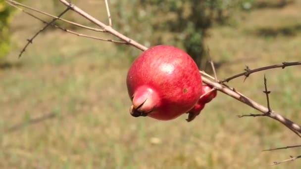 红色成熟多汁石榴果特写 生长在绿树枝上 随风飘荡 成熟的水果收获概念 素食主义者的有益维生素和抗氧化剂 — 图库视频影像