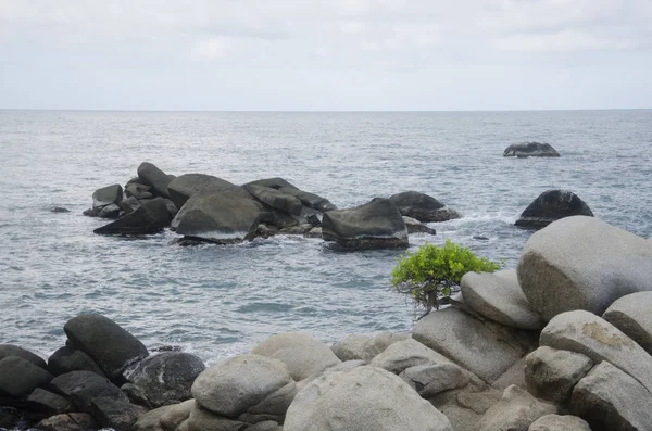 Árbol solitario en costa rocosa en Cabo San Juan, Tayrona —  Fotos de Stock