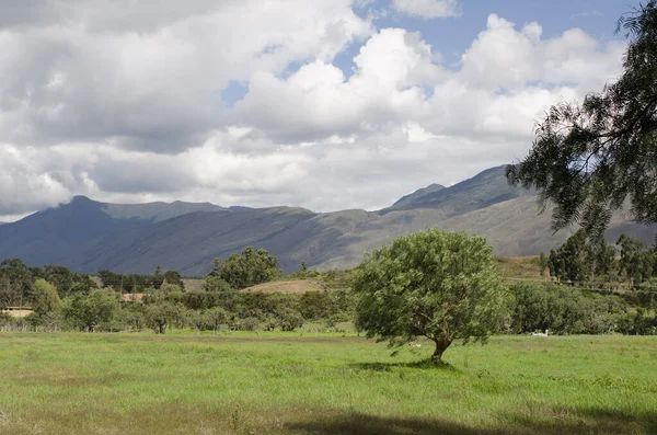 Schöne Landschaft mit Olivenbaum — Stockfoto