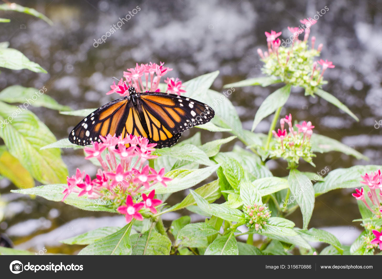Dorsal View Of Monarch Butterfly Danaus Plexippus Stock Photo Image By C Carolina J Dorsal View Of Monarch Butterfly Danaus Plexippus Stock Photo Image By C Carolina J