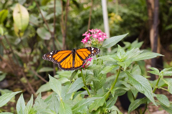 Veduta dorsale della farfalla monarca (Danaus plexippus ) — Foto Stock