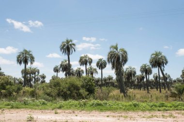 Bütia palmiye ağaçları, butia kapitata, Camino del Indio 'nun kenarlarında Rocha, Uruguay' da kırsal bir turizm rotası.