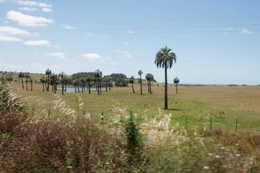 Bütia palmiye ağaçları, butia kapitata, Camino del Indio 'nun kenarlarında Rocha, Uruguay' da kırsal bir turizm rotası.