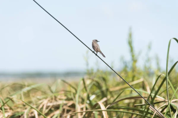 Sooty Tyrannulet Serpophaga Nigricans Empoleirado Fio Lado Mirante Pássaro Camino — Fotografia de Stock