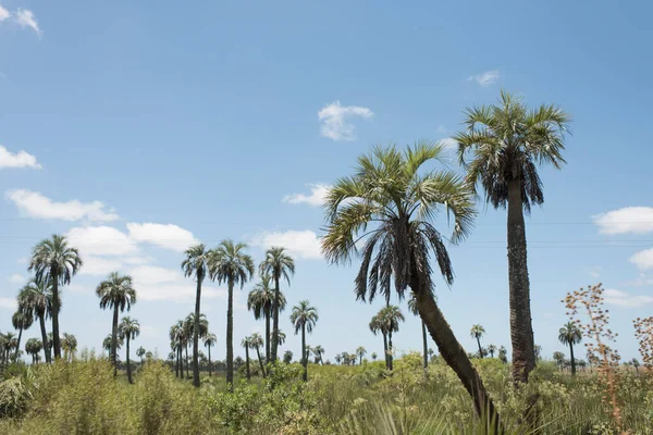 ブティアヤシの木のフィールド ブティアの首都 カミノ インドの側面に ウルグアイのロッカ県の農村観光ルート — ストック写真
