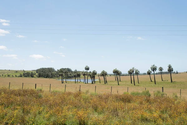 Butipalmer Butia Capitata Sidorna Camino Del Indio Turistrutt Landsbygden Departementet — Stockfoto