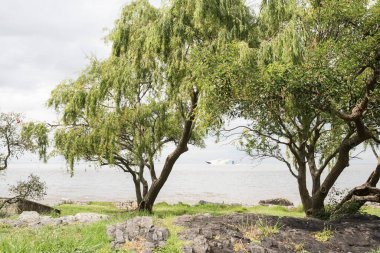 Colonia del Sacramento / Uruguay; 2 Ocak 2019: La Plata nehri kıyısı, ağaçlar ve yolcu nakliye gemisi