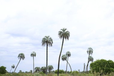 Tropik manzara, El Palmar Ulusal Parkı, Entre Rios, Arjantin 'de, Butia yatay palmiye ağacının bulunduğu korunaklı bir alan. Kavramları: eko-turizm, bitki türlerinin korunması.
