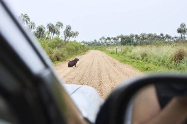 El Palmar Ulusal Parkı 'nda, Entre Rios, Arjantin' de bir Capybara, Hydrochoerus hydrochaeris ile karşılaşan bir araba. Kavram: Yabani yaşama saygı, vahşi hayvanların korunması.