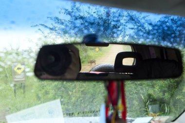 El Palmar Ulusal Parkı, Entre Rios, Arjantin; 17 Kasım 2024: Capybara, Hydrochoerus hydrochaeris 'i gösteren bir arabanın dikiz aynası. Dışarıda vahşi yaşamı korumak için dikkatli sürmemiz gerektiğini gösteren bir işaret var..