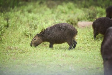 Capybara, hidrokorerus hidrochaeris, yemek. Güney Amerika 'ya özgü yaşayan en büyük kemirgendir. El Palmar Ulusal Parkı, Entre Rios, Arjantin.