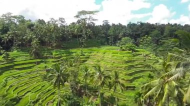 Pirinç teras Ubud, ballı. Yukarıdan vurdu casus uçak