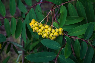Yaz rowan sarı yeşil