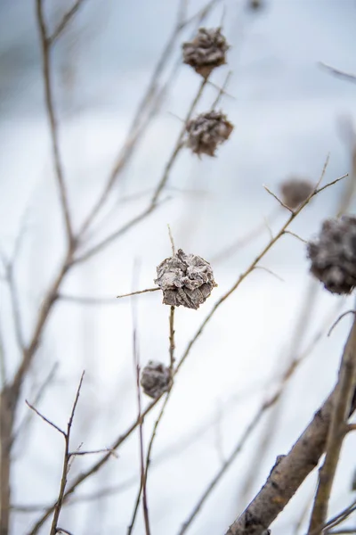 Заморожена Трава Калюжі — стокове фото
