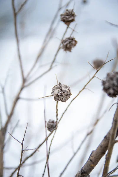 Donmuş Otların Arasında Hoarfrost — Stok fotoğraf