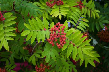 Yaz rowan sarı yeşil