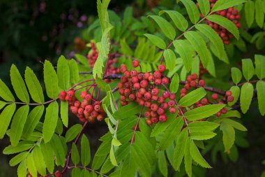 Yaz rowan sarı yeşil